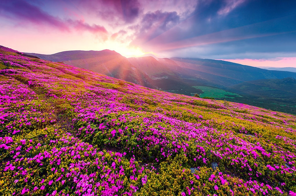 Valley of Flowers Trek