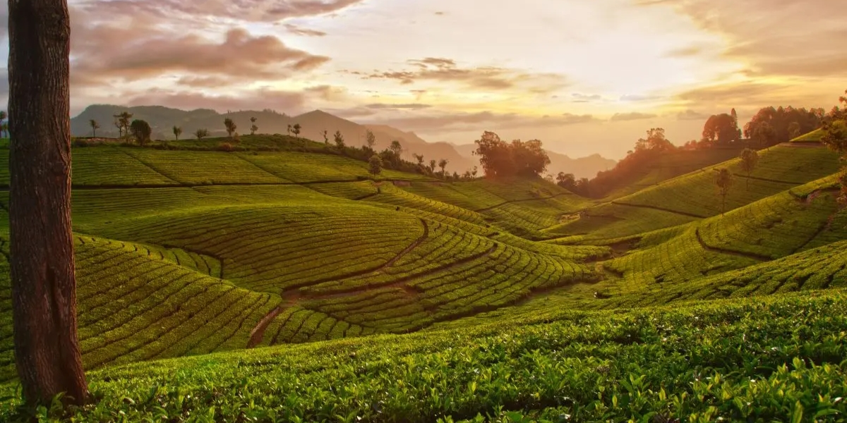 Lush tea plantations in Ooty Nilgiri Hills with cool April weather