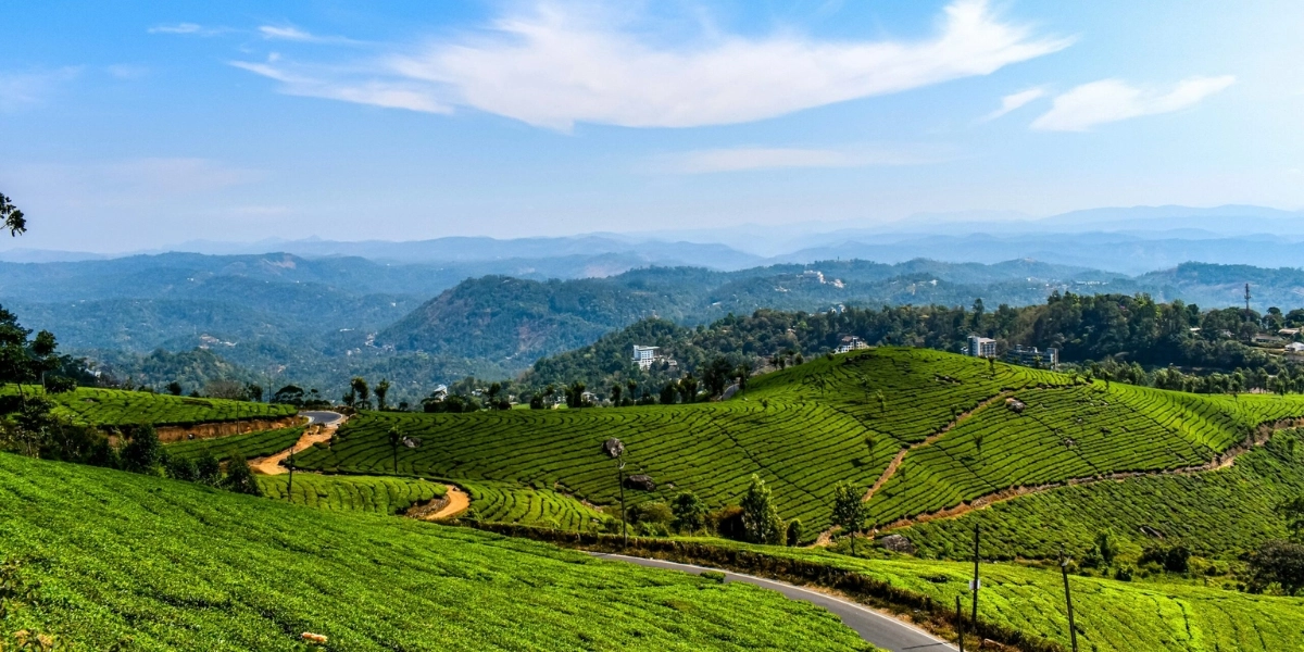 Green tea plantations covering the hills of Munnar Kerala during spring season