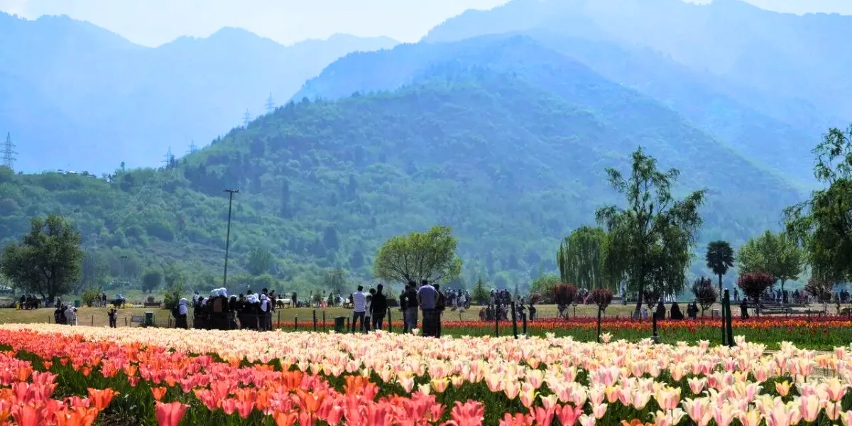 colourful tulip garden in Srinagar with snow covered mountains in April
