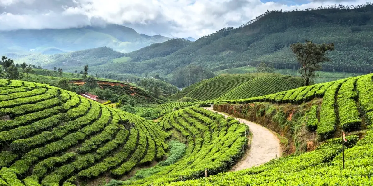lush green tea gardens in Darjeeling with Kanchenjunga mountain view