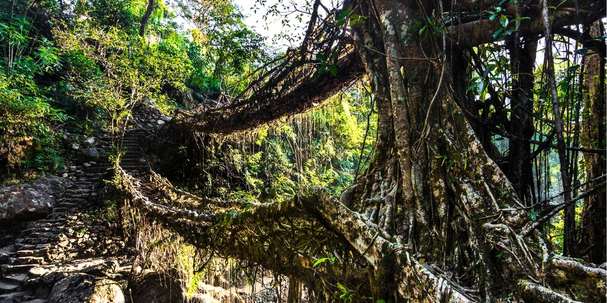 Living Root Bridge Trek in Meghalaya Double decker living root bridge in Meghalaya rainforest