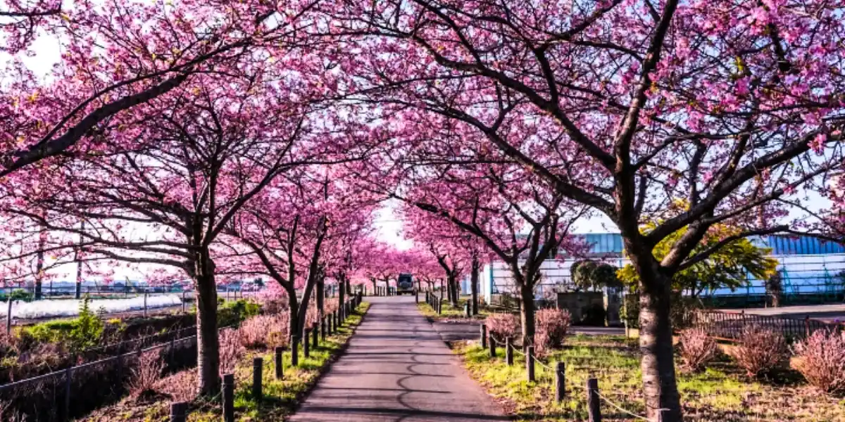 Tokyo Cherry Blossoms Early Bloom 2026 Early cherry blossoms blooming along a street in Tokyo in 2026