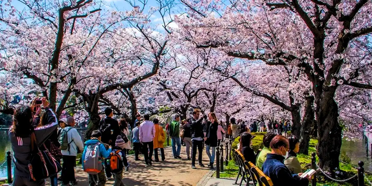 Hanami Cherry Blossom Picnic Japan 2026 Families enjoying hanami picnics under blooming cherry trees in Japan