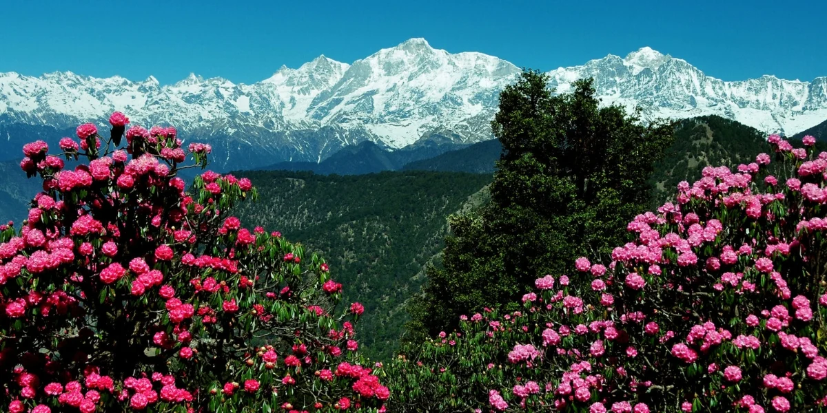 Spring Blooms at Chopta Vibrant rhododendron blooms in Chopta meadows during spring