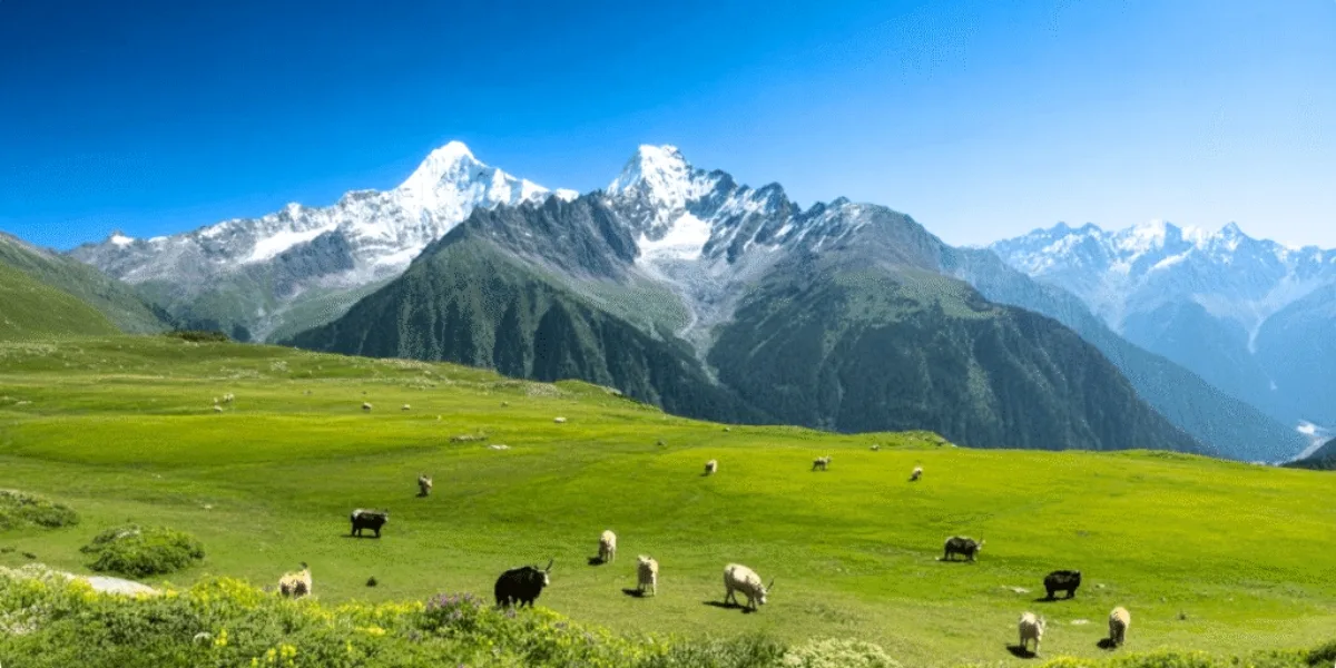 Green meadows and Himalayan peaks in Auli