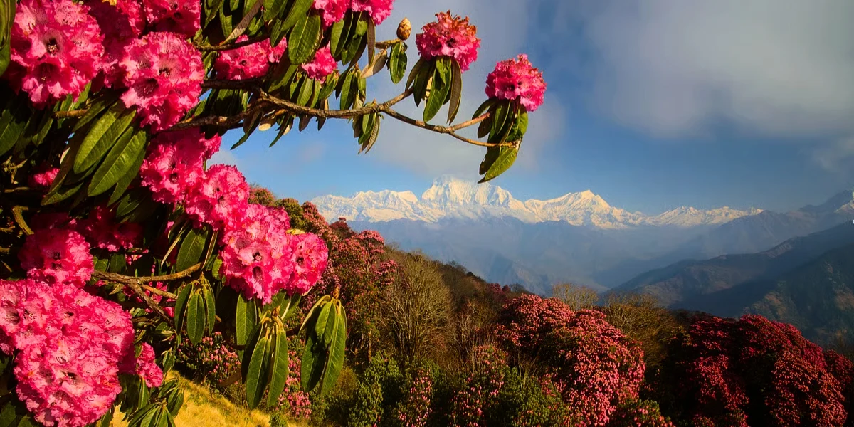 Rhododendron forests on Chandrashila trek during spring and autumn