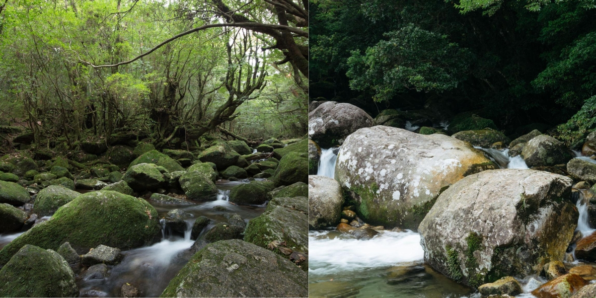 Best for: Nature · Ancient Forests · Adventure