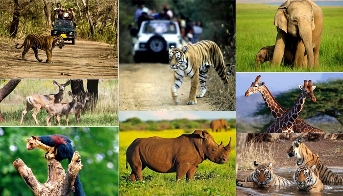 Wildlife sanctuary in India during the monsoon