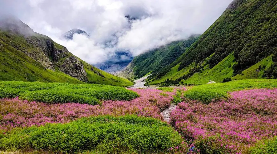 Valley of flower 