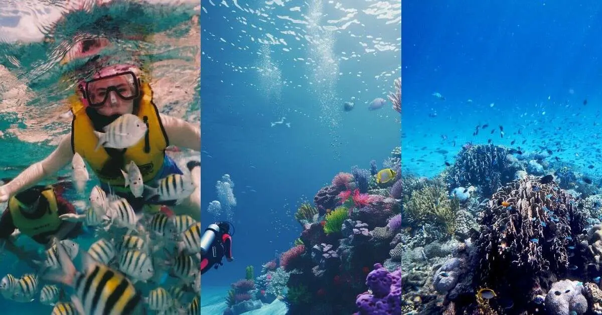 snorkelling and scuba diving in andaman