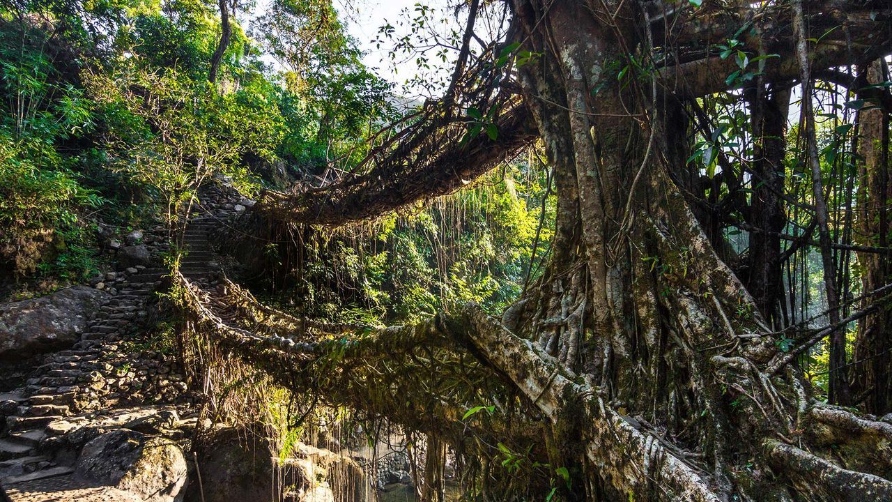 living root bridges meghalaya