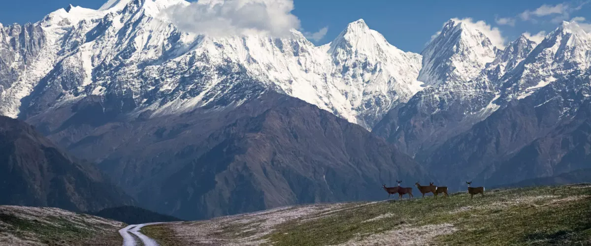 Discover Uttarakhand’s Hidden Gem: Little Kashmir, Munsiyari