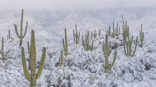 Snow-covered desert plants in the United States